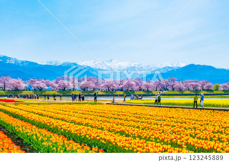 あさひ舟川・春の四重奏 123245889
