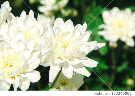 Chrysanthemum White blooming 123246008