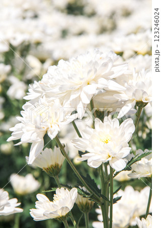 Chrysanthemum White blooming Chrysanthemum White blooming 123246024