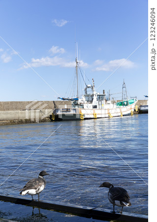 コクガン 123246094