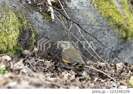 マミチャジナイ 123246109