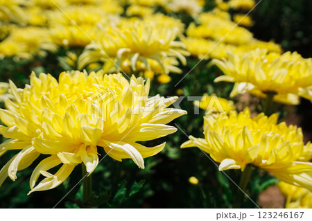 Chrysanthemum Yellow blooming Chrysanthemum Yellow blooming 123246167