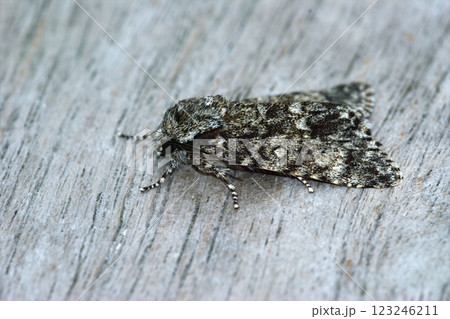 Closeup on a poplar grey owlet moth, Acronicta megacephala sitting on wood 123246211