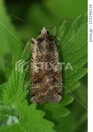 Closeup on a Large yellow underwing owlet moth, Noctua pronuba Closeup on a Large yellow underwing owlet moth, Noctua pronuba 123246218