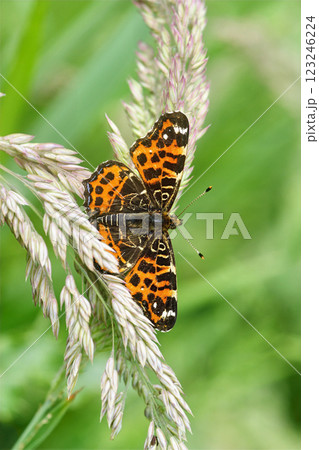 Closeup on a Map Butterfly, Araschnia levana hanging in the grass with spread wings Closeup on a Map Butterfly, Araschnia levana hanging in the grass with spread wings 123246224