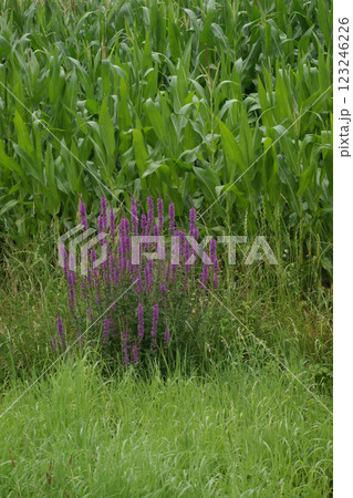 A vibrant patch of purple loosestrife stands tall amidst a field of lush green grass and ultivated corn. 123246226