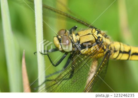Closeup on a black tailed skimmer dragonfly, Orthetrum cancellatum 123246235
