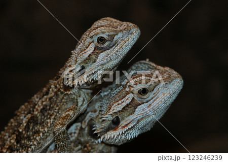 A close up studio shot showcases the intricate details of two bearded dragons, highlighting their scales, eyes A close up studio shot showcases the intricate details of two bearded dragons, highlighting their scales, eyes 123246239