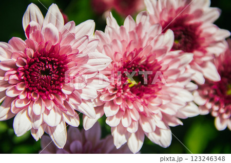Chrysanthemum, formerly Dendranthemum pink blooming 123246348