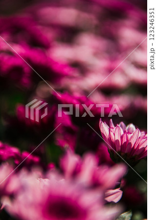 Chrysanthemum, formerly Dendranthemum pink blooming Chrysanthemum, formerly Dendranthemum pink blooming 123246351