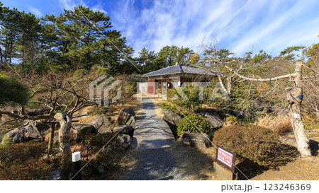 湘南の葉山町葉山しおさい公園の早春 湘南の葉山町葉山しおさい公園の早春 123246369