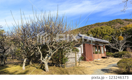 湘南の葉山町葉山しおさい公園の早春 湘南の葉山町葉山しおさい公園の早春 123246373