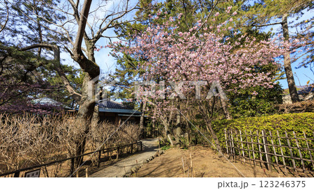 湘南の葉山町葉山しおさい公園の早春 123246375