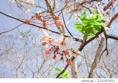 Cassia bakeriana Craib ,Wishing Tree , Pink Cassia Cassia bakeriana Craib ,Wishing Tree , Pink Cassia 123247051