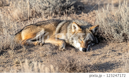 Resting Coyote: A wild coyote relaxes among dry grasses, showcasing its beautiful fur and alert eyes, blending into the arid landscape. Resting Coyote: A wild coyote relaxes among dry grasses, showcasing its beautiful fur and alert eyes, blending into the arid landscape. 123247172