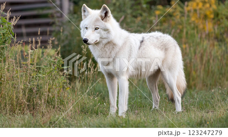 A light colored wolf standing in a grassy field, looking alert and vigilant. The animal is surrounded by lush greenery and foliage. A light colored wolf standing in a grassy field, looking alert and vigilant. The animal is surrounded by lush greenery and foliage. 123247279