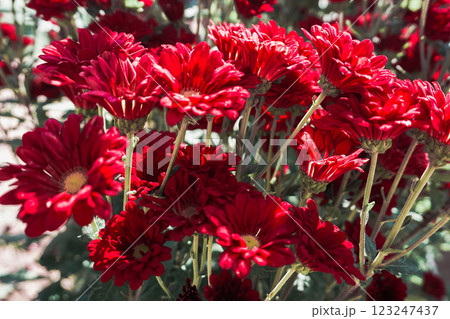 Chrysanthemum, formerly Dendranthemum Red blooming 123247437