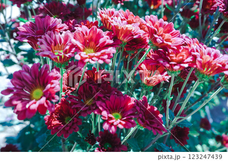 Chrysanthemum, formerly Dendranthemum Red blooming Chrysanthemum, formerly Dendranthemum Red blooming 123247439