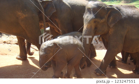 じゃれ合うゾウ 123247551
