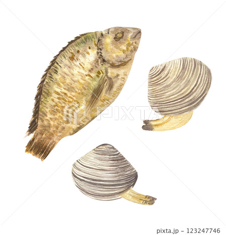 Sea bream fish and clams watercolor set isolated on white. High quality illustration for fish market, baking paper, packaging, fishing, menu, cards, recipe book, cards, dishes, kitchen decor and Sea bream fish and clams watercolor set isolated on white. High quality illustration for fish market, baking paper, packaging, fishing, menu, cards, recipe book, cards, dishes, kitchen decor and 123247746