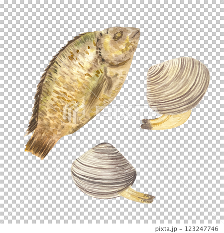 Sea bream fish and clams watercolor set isolated on white. High quality illustration for fish market, baking paper, packaging, fishing, menu, cards, recipe book, cards, dishes, kitchen decor and Sea bream fish and clams watercolor set isolated on white. High quality illustration for fish market, baking paper, packaging, fishing, menu, cards, recipe book, cards, dishes, kitchen decor and 123247746