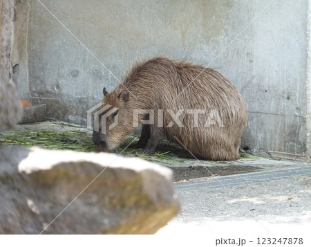 上野動物園のカピバラ 上野動物園のカピバラ 123247878