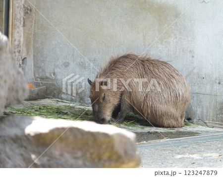 上野動物園のカピバラ 上野動物園のカピバラ 123247879