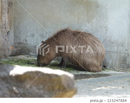上野動物園のカピバラ 上野動物園のカピバラ 123247884