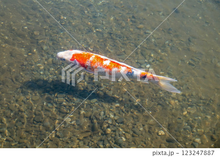池で泳ぐ鯉 池で泳ぐ鯉 123247887
