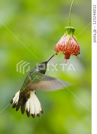 吸蜜するフチオハチドリ 吸蜜するフチオハチドリ 123248012