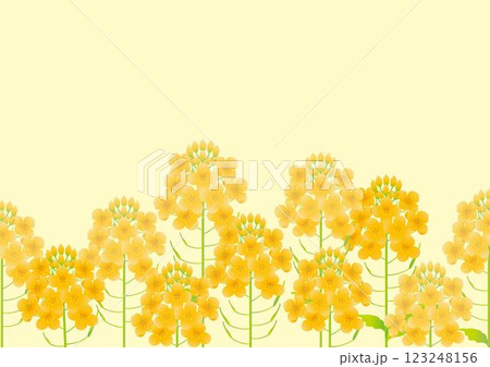 フレーム　菜の花　ナノハナ　アブラナ　春　花　風景　背景　デザイン　テンプレート　イラスト素材 123248156