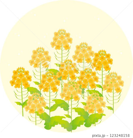 フレーム　菜の花　ナノハナ　アブラナ　春　花　風景　背景　デザイン　テンプレート　イラスト素材 123248158