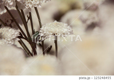 Chrysanthemum, formerly Dendranthemum white blooming 123248455