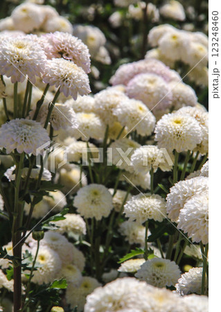 Chrysanthemum, formerly Dendranthemum white blooming 123248460