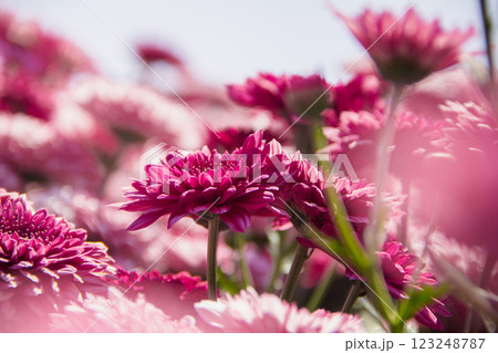 Chrysanthemum, formerly Dendranthemum pink blooming Chrysanthemum, formerly Dendranthemum pink blooming 123248787