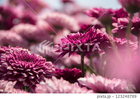 Chrysanthemum, formerly Dendranthemum pink blooming Chrysanthemum, formerly Dendranthemum pink blooming 123248789