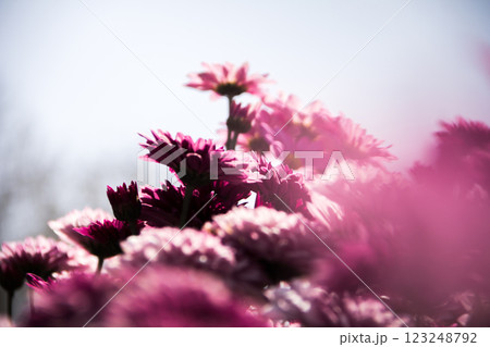 Chrysanthemum, formerly Dendranthemum pink blooming 123248792