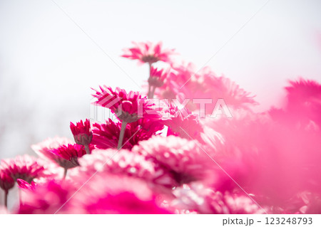 Chrysanthemum, formerly Dendranthemum pink blooming Chrysanthemum, formerly Dendranthemum pink blooming 123248793