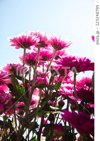 Chrysanthemum, formerly Dendranthemum pink blooming Chrysanthemum, formerly Dendranthemum pink blooming 123248795