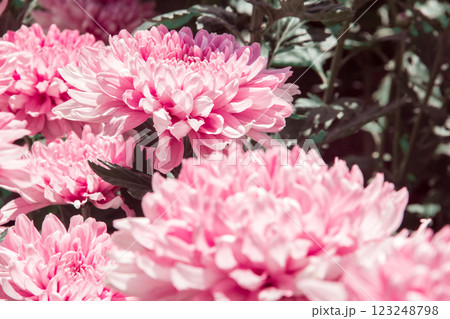 Chrysanthemum, formerly Dendranthemum pink blooming Chrysanthemum, formerly Dendranthemum pink blooming 123248798