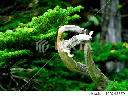 森の枯木立の造形 123248879