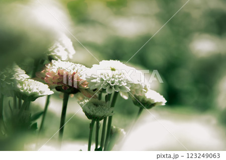 Chrysanthemum white blooming 123249063