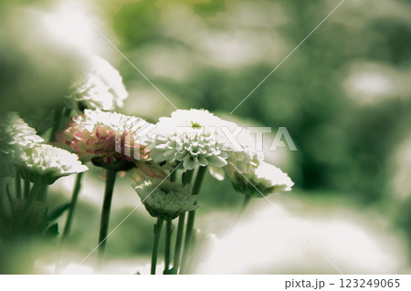 Chrysanthemum white blooming 123249065
