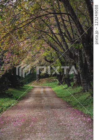 solo traveler in nature concept with country road with pink cherry blossom tree in springtime season solo traveler in nature concept with country road with pink cherry blossom tree in springtime season 123249088