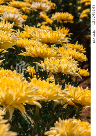 Chrysanthemum, formerly Dendranthemum Yellow blooming Chrysanthemum, formerly Dendranthemum Yellow blooming 123249145