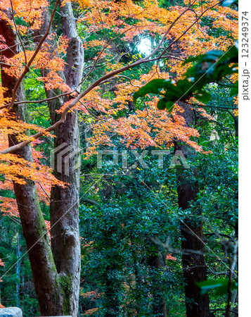 しっとりとした林間に鮮やかに色づいた美しい紅葉 123249374