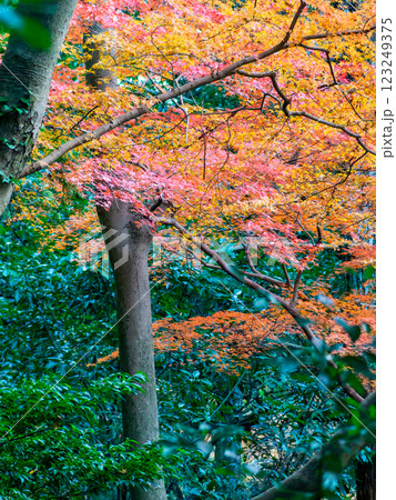 しっとりとした林間に鮮やかに色づいた美しい紅葉 123249375