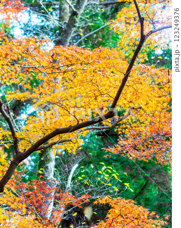 しっとりとした林間に鮮やかに色づいた美しい紅葉 123249376
