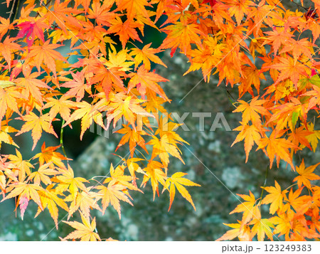 しっとりとした林間に鮮やかに色づいた美しい紅葉 しっとりとした林間に鮮やかに色づいた美しい紅葉 123249383