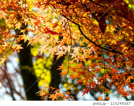 しっとりとした林間に鮮やかに色づいた美しい紅葉 123249387
